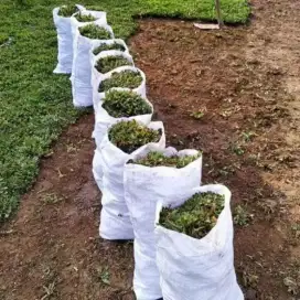 Pusat rumput gajah mini
