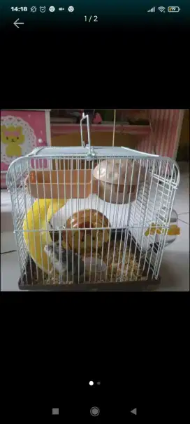 Kandang Hamster