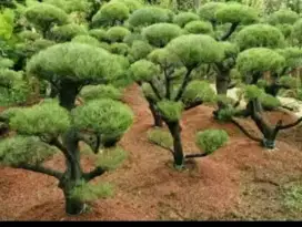Jual rumput jual pohon