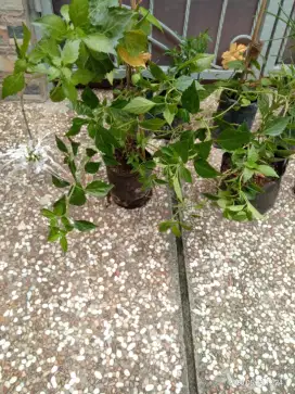 Tanaman Herbal Kumis Kucing