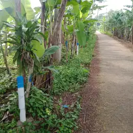 Dijual Tanah 500 juta TURUN HARGA ( BU ) TANAH BU Luas 2360 Meter SHM