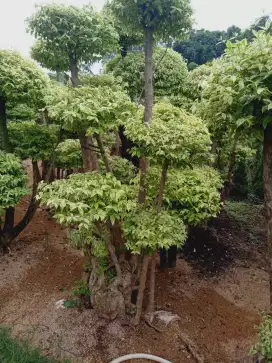 Penyedia pohon dan rumput