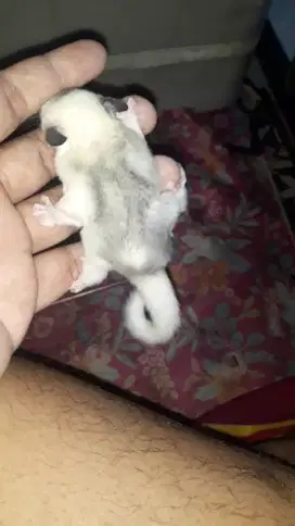 Sugar glider mozaik