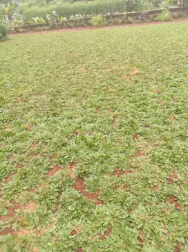 Jual rumput gajah mini