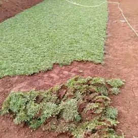 Jual rumput taman