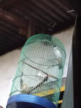 Burung pikat gacoran variasi suara