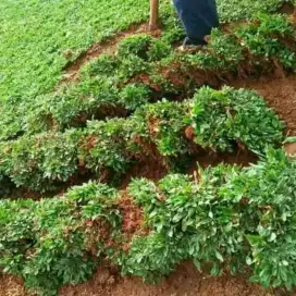Tukang rumput taman