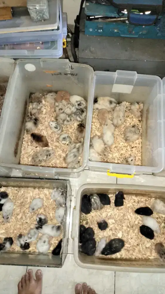 Hamster syrian biasa dan premium