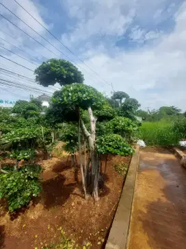 pohon bonsai beringin korea tinggib2meter-4meter