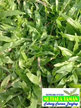Jual rumput gajah /rumput gajah bisa
