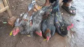 ayam kampung / ayam jago / ayam potong / ayam negri