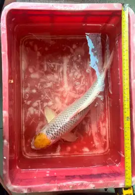 Jual ikan koi obral murah