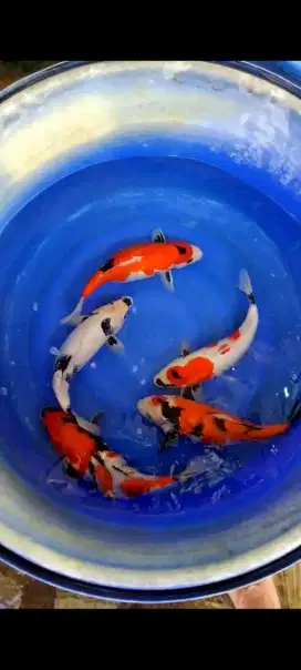 Koi blitar 25-30cm paket mix