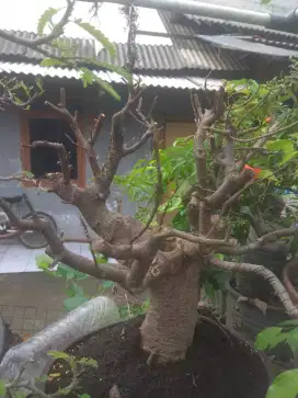 Bonsai LOA  setengah jadi