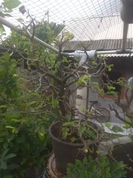 Bonsai asem jawa sering berbuah