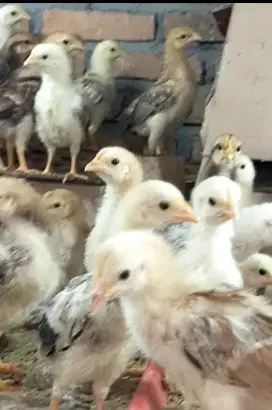 Anak ayam kampung unggulan usia 1 BLN