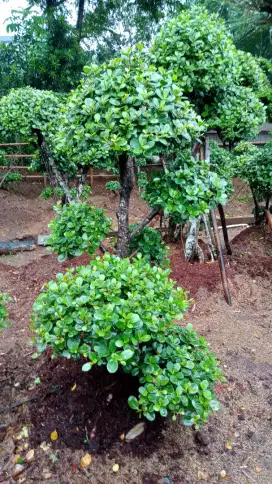 Jual tanaman bonsai