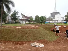 rumput taman gajah mini