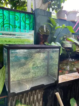 Aquarium ikan hias 31x18