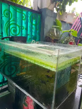 Aquarium ikan hias 80x36