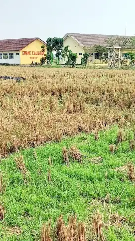 Tanah sawah dijual murah pinggir jalan