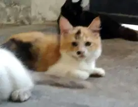 Kucing Persia Calico Long hair