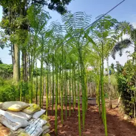 Pohon solobium tinggi 3-5 meter siap kirim