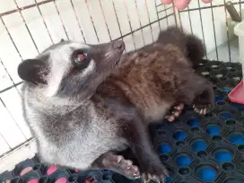 Musang Pandan ( Luwak ) Gemoy Betina 1,5Tahun