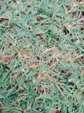 Jual rumput golf