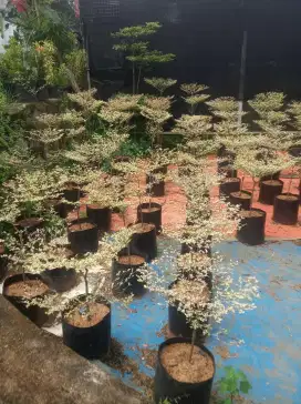 Pohon ketapang varigata