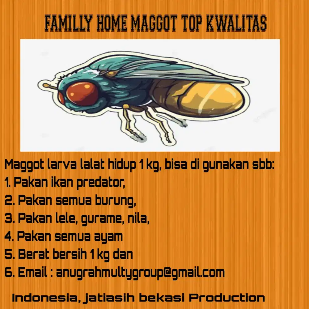 Maggot larva lalat hidup kwalitas