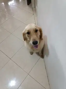 Golden Retriever Betina Usia 2 tahun Stamboom Vaksin Microchip