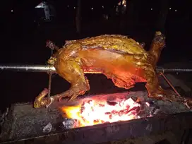 Kambing Guling Enak Dan Halal