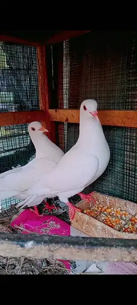 Merpati putih albino polos sehat no cacat