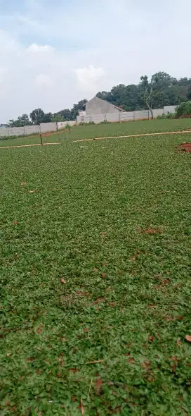 Jual rumput hijau