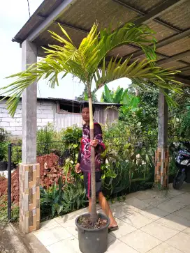 Pohon palm gold untuk caffe