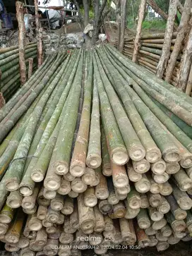 Jual bambu stger