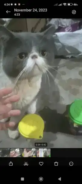 Peaknose exotic shorthair bicolor jantan 7bln (bulu kapas pendek)