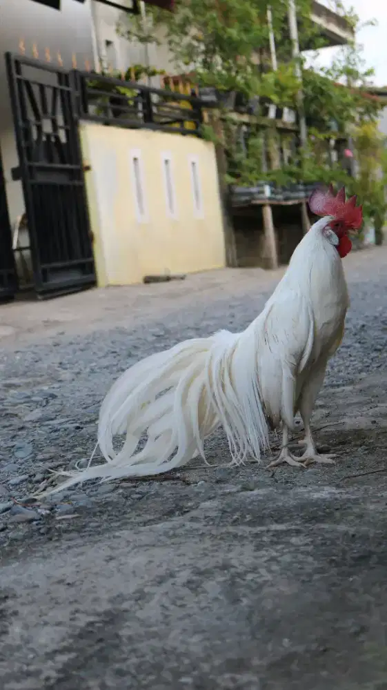 Ayam onagadori putih anakan ayam hias Aceh
