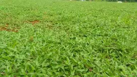 Rumput gajah taman