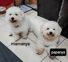 ANAKAN BICHON FRISE KETURUNAN KOREA