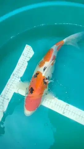 Ikan koi Sanke body jumbo 41cm