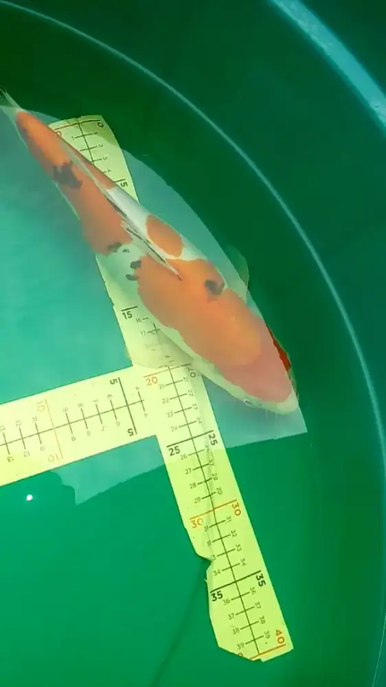 Ikan koi Sanke 40cm body gendut