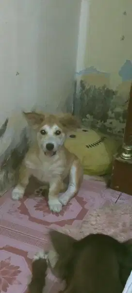 Anak anjing mix corgie