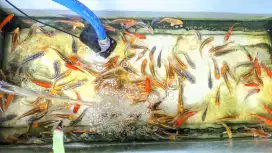 Koi size 8-10 layak di besarkan