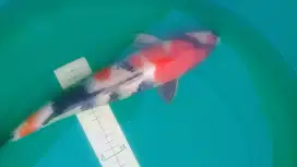 Ikan koi Showa 40cm male