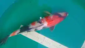 Ikan koi Showa 40cm