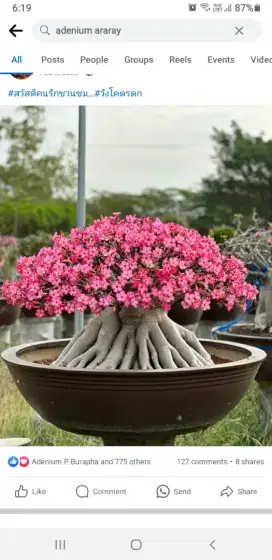 Bonsai kamboja jepang