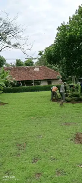 Rumput jepang murah