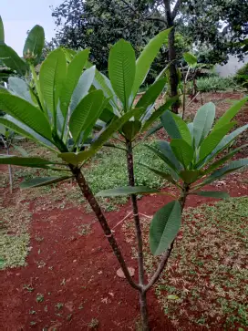 Pohon kamboja bali